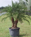 Phoenix Palm